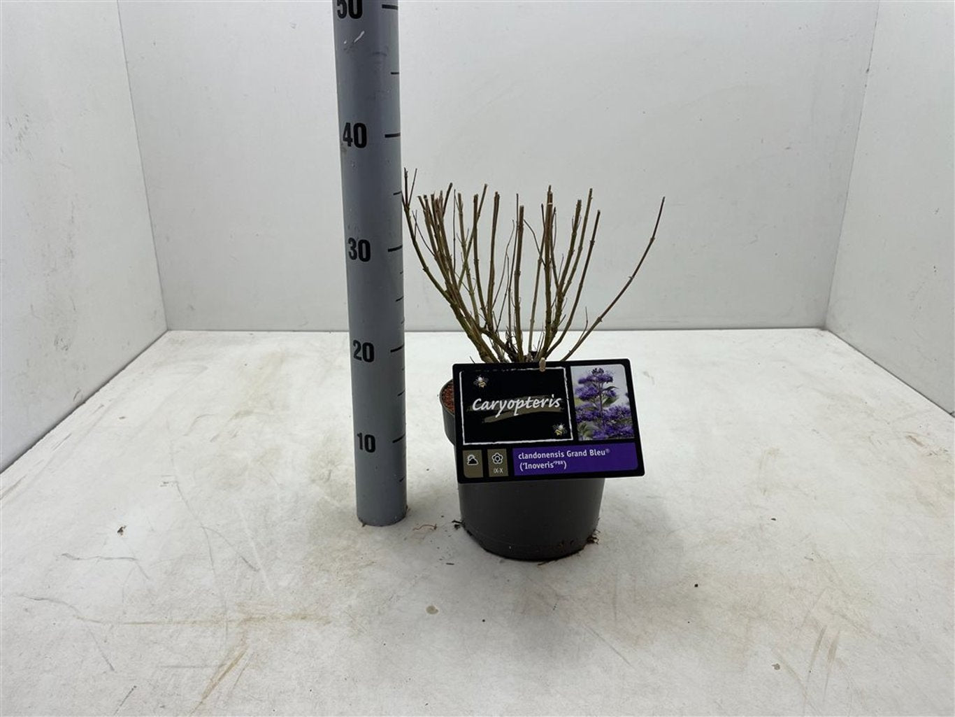 Caryopteris cland. 'Grand Bleu' - C3